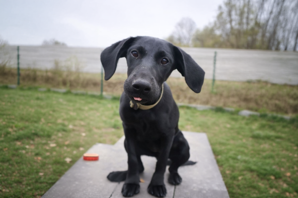 Wydarzenie PsitulMnie w M1 Zabrze. Mały, czarny pies siedzący w ogródku.